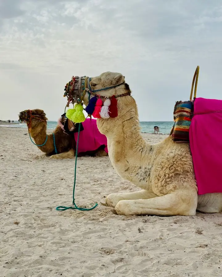 Two decorated camels resting on a sandy beach during a cloudy day, offering a unique cultural experience.