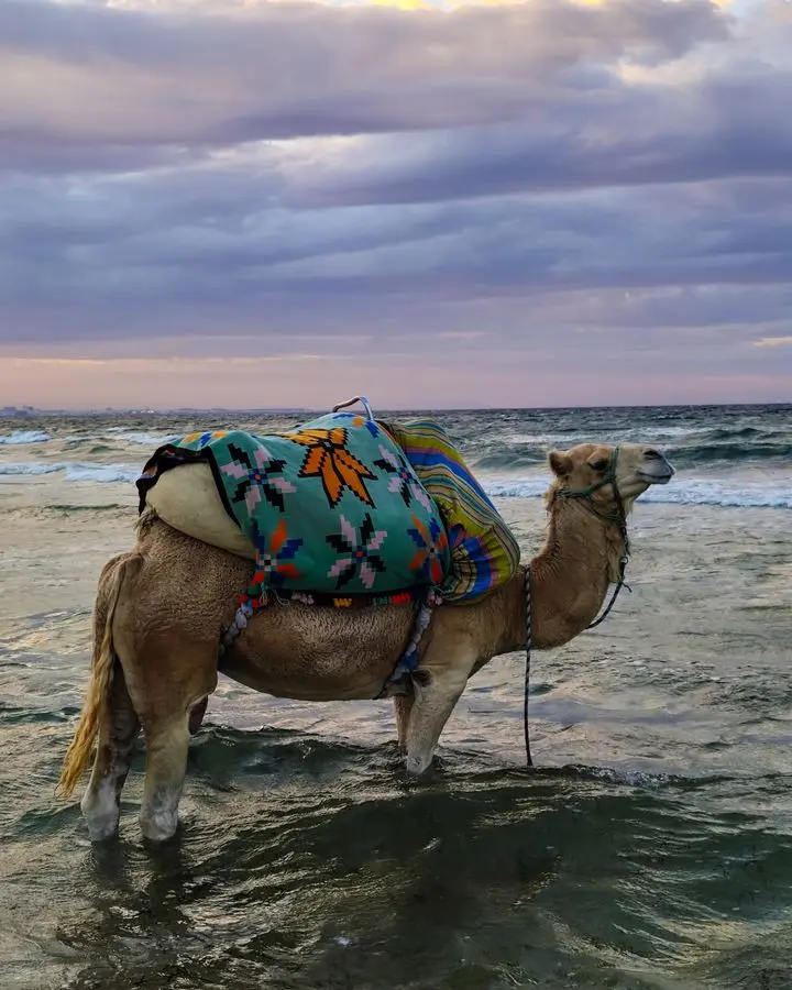 A camel adorned with colorful blankets stands by the seaside during a beautiful sunset, capturing a blend of land and ocean.