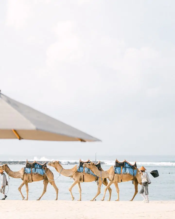 A serene scene of camels being led along a sandy beach under a clear sky.