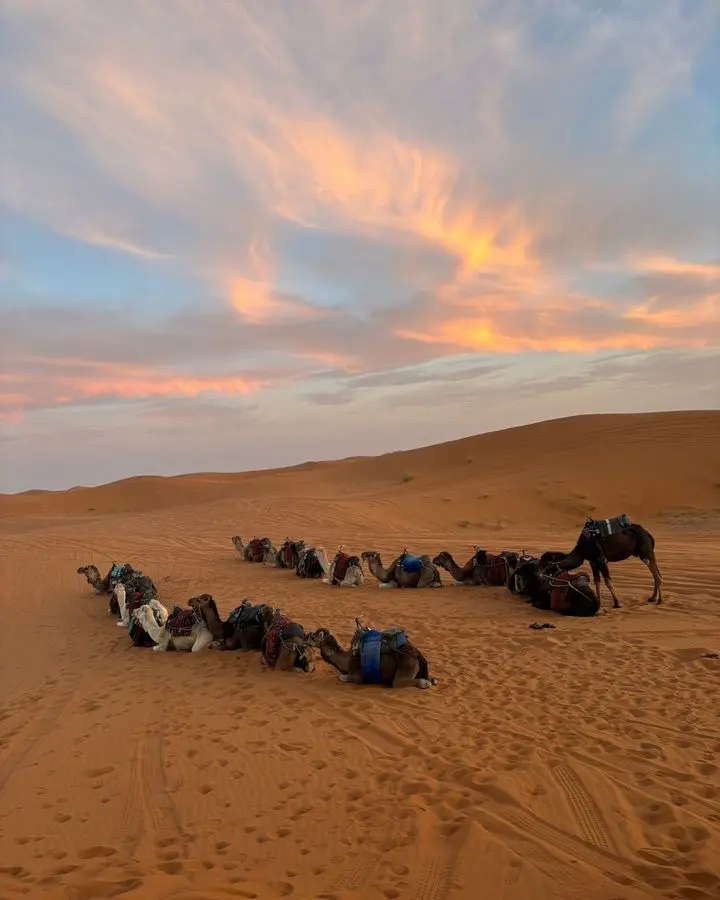 Camels rest in the majestic desert under a stunning sunset sky, offering a tranquil and picturesque scene.